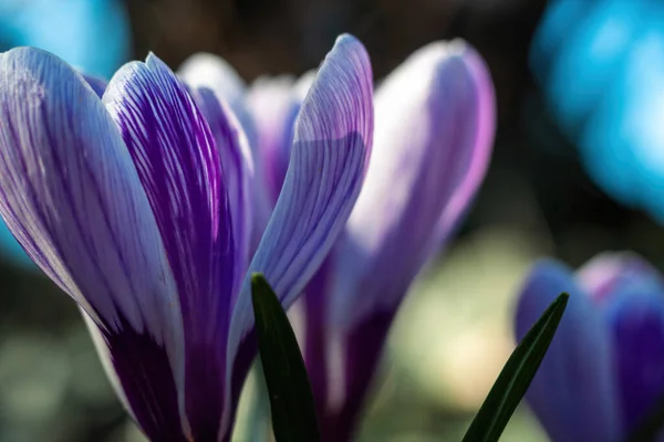 Весенние Крокус Цветы Земле — стоковое фото