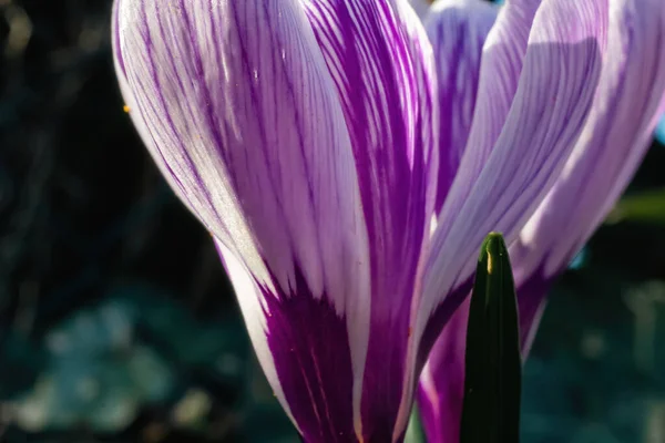 Весняні Квіти Землі — стокове фото