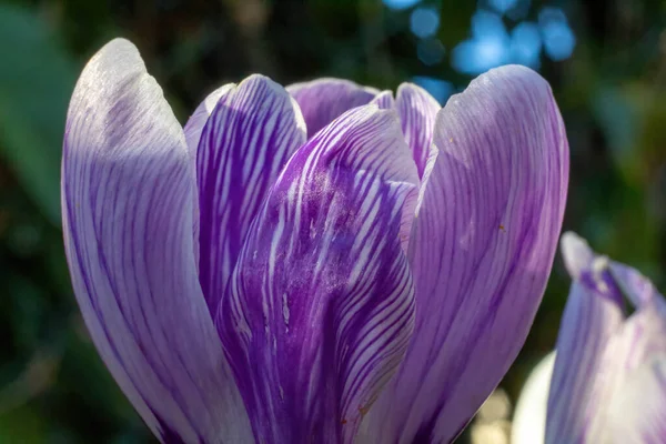 地上の春のクロッカスの花 — ストック写真