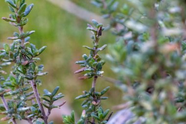 Bir çiçeğe yaklaş.