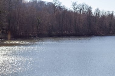 Nehir kış ormanında