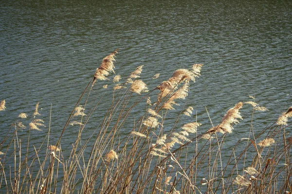 Reeds Water — Stock Photo, Image