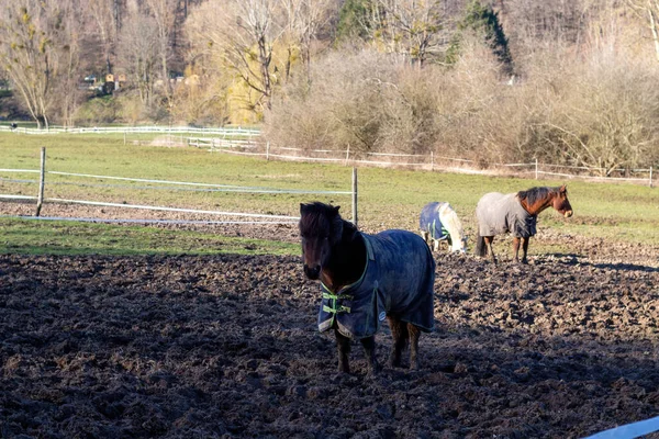 Лошади Поле — стоковое фото