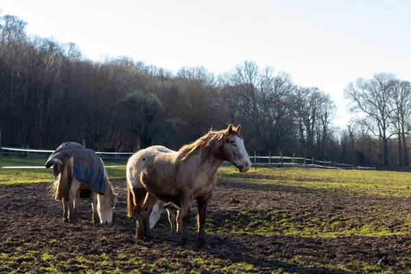 Stock image horses in the field