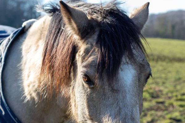 Konie Terenie — Zdjęcie stockowe