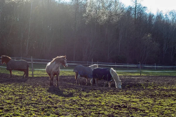 Horses Field — Stock Photo, Image