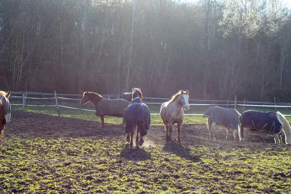 Hästar Fältet — Stockfoto
