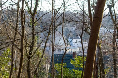 Sonbaharda ormandaki ağaçlar