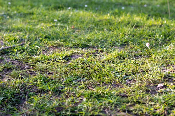 땅에 있는 푸른 이끼 로열티 프리 스톡 사진