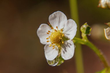 Beyaz bir çiçeğe yaklaş