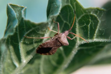 spider on leaf in the morning