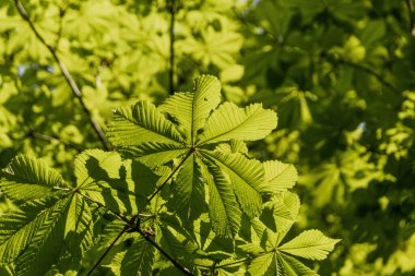 Güneşte yeşil yapraklar