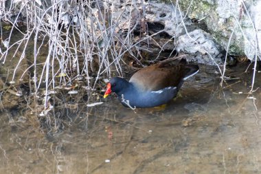 moorhen in a river