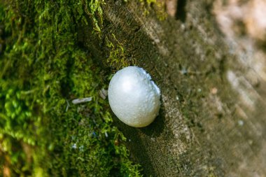 Ağaç gövdesinde bir mantar