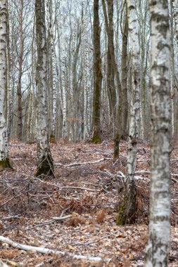Kışın ormandaki ağaçlar