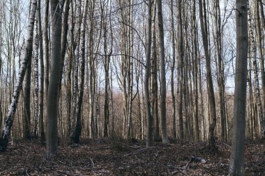 Kışın ormandaki ağaçlar