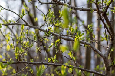 Yapraklar mavi gökyüzüne karşı