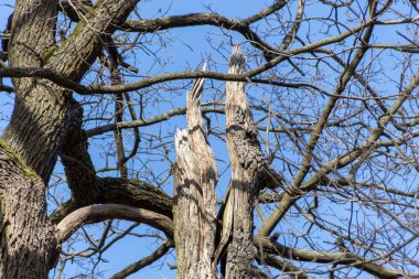 Parktaki yaşlı ağaç