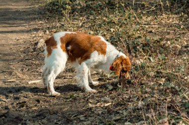 topla oynamayı beagle yavru