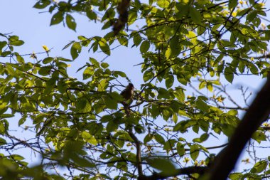 yeşil yapraklar mavi gökyüzüne karşı
