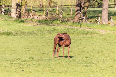 bir çayır otlatma at