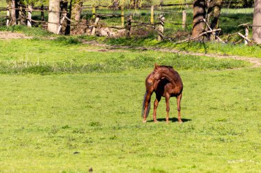 bir çayır otlatma at