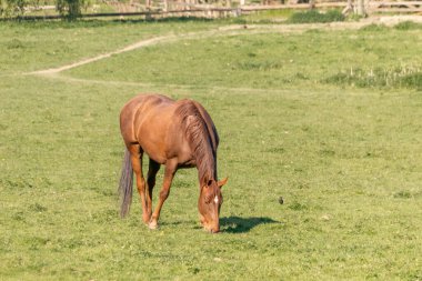 bir çayır otlatma at