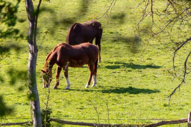 bir çayır otlatma at
