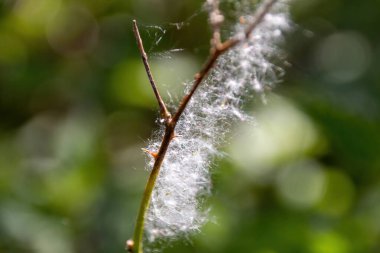 Yaprağın üzerindeki örümcek