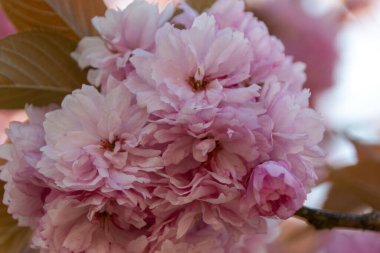 Pembe çiçekleri kapatın.