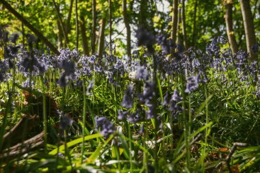 Bahçedeki çiçekler