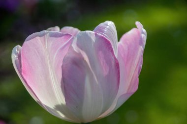 Baharda manolya çiçeği