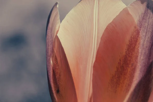 stock image close up of flower