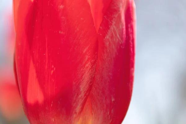 Nahaufnahme Der Blume — Stockfoto