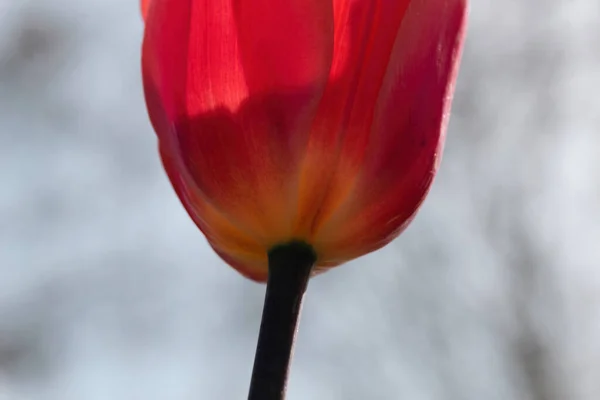 Close Flower — Stock Photo, Image