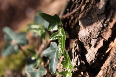 Bahçedeki yapraklar
