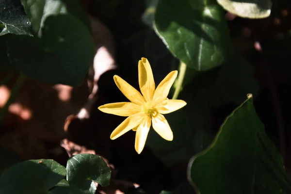 Bahçedeki sarı çiçek