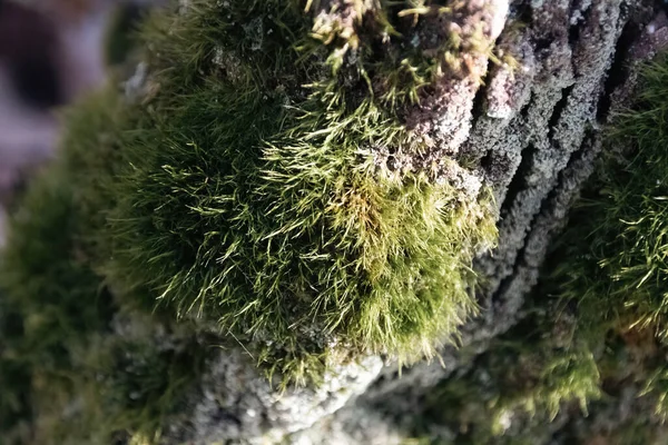 Baum Wald — Stockfoto