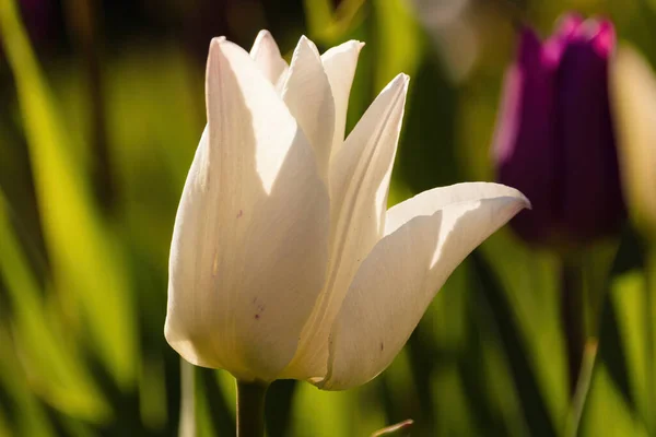 Gelbe Tulpen Garten — Stockfoto
