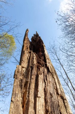 Ormandaki ağaç gövdesi