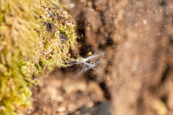 Spinne Netz — Stockfoto