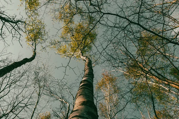 Δέντρα Στο Δάσος — Φωτογραφία Αρχείου