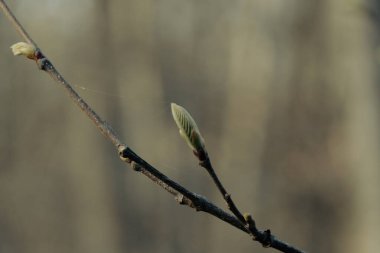 Söğüdün bahar tomurcukları