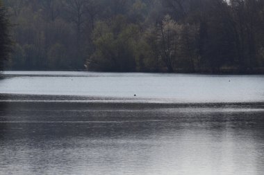 Sudaki ağaçların yansıması