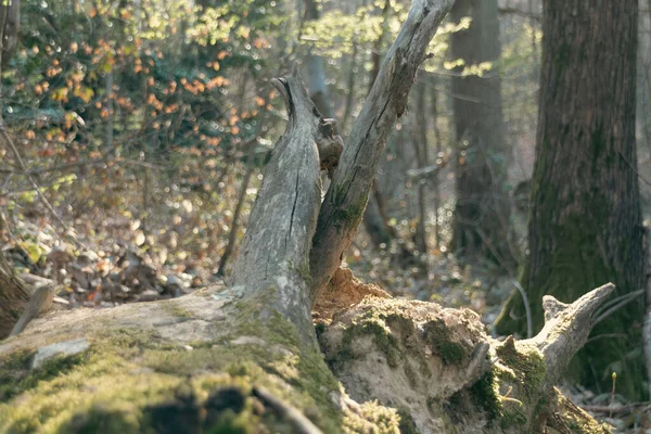 树林里的树 — 图库照片