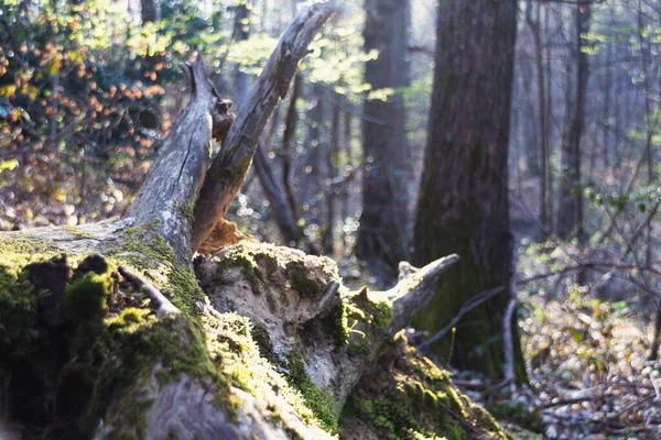 stock image tree in the woods