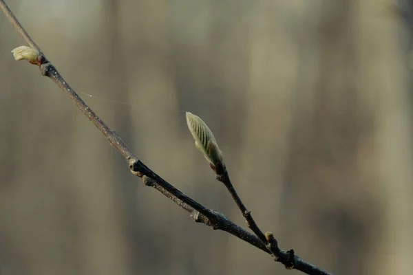 Wiosenne Pąki Wierzby — Zdjęcie stockowe