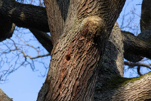 Tronco Uma Árvore Floresta — Fotografia de Stock