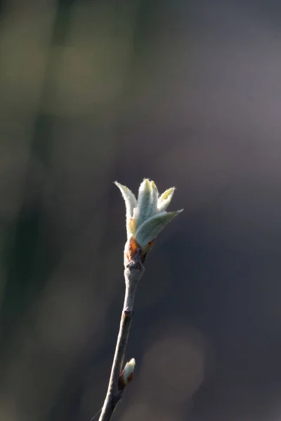 Egy Virág Bimbó — Stock Fotó