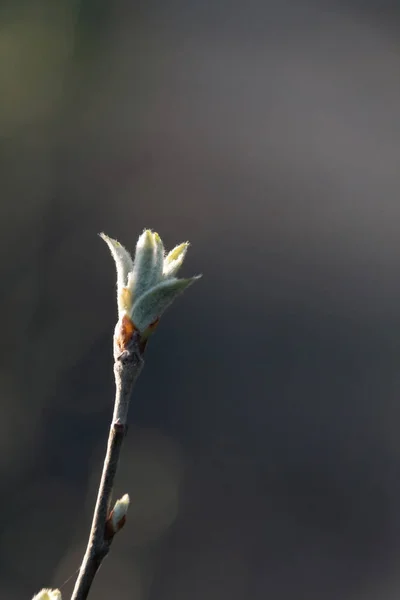 Pączek Kwiatu — Zdjęcie stockowe